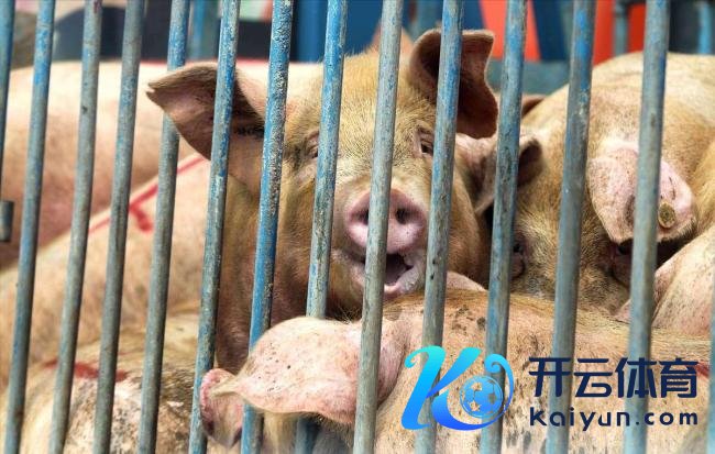 通宵“遇冷”！猪价下落“跌不休”